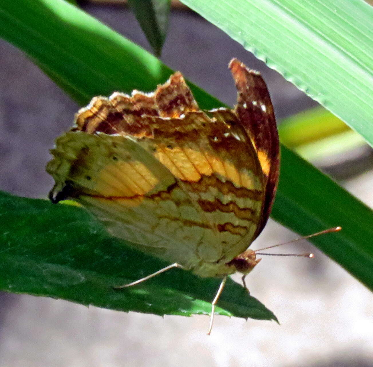 Plancia ëd Junonia terea elgiva Hewitson 1864