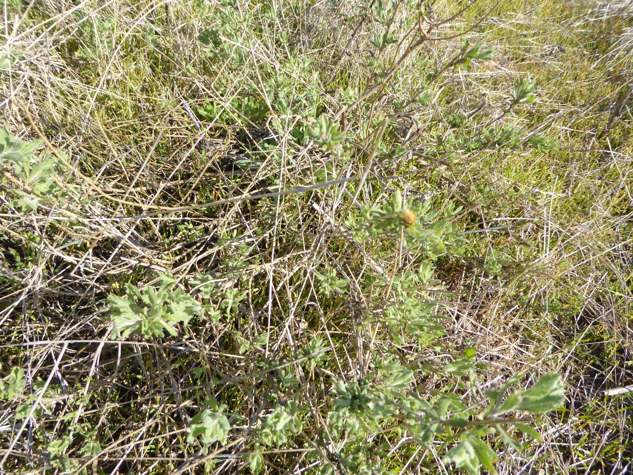 Imagem de Isocoma menziesii var. decumbens (E. Greene) G. L. Nesom