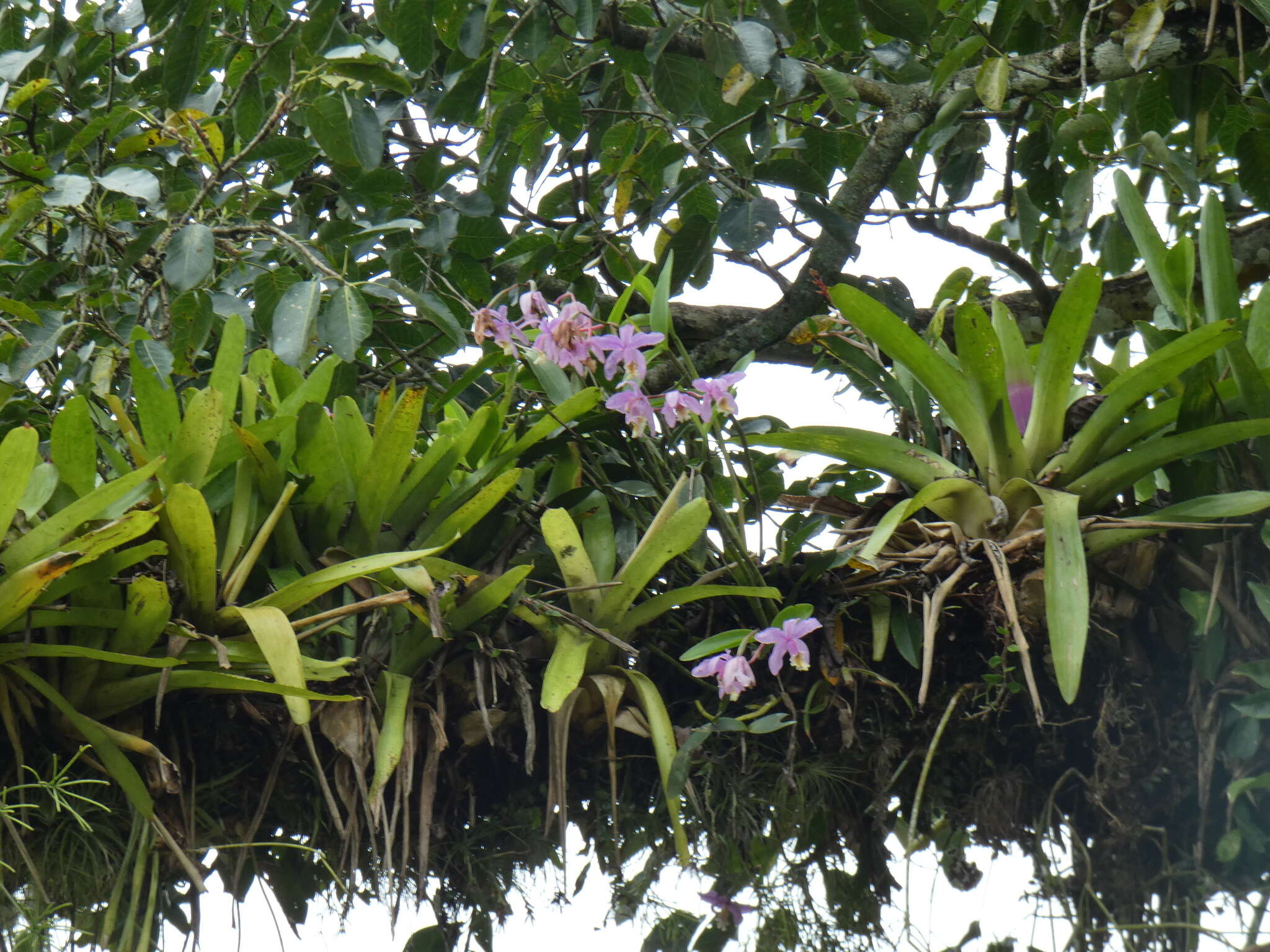 Image of Harrison's Cattleya