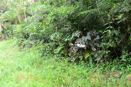 Image of Begonia scharffii Hook. fil.