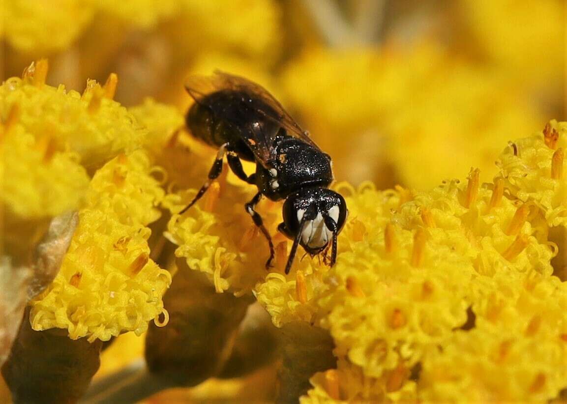 Image of Hylaeus nigritus (Fabricius 1798)