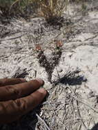 Image of Schott's Prickly-pear Cactus