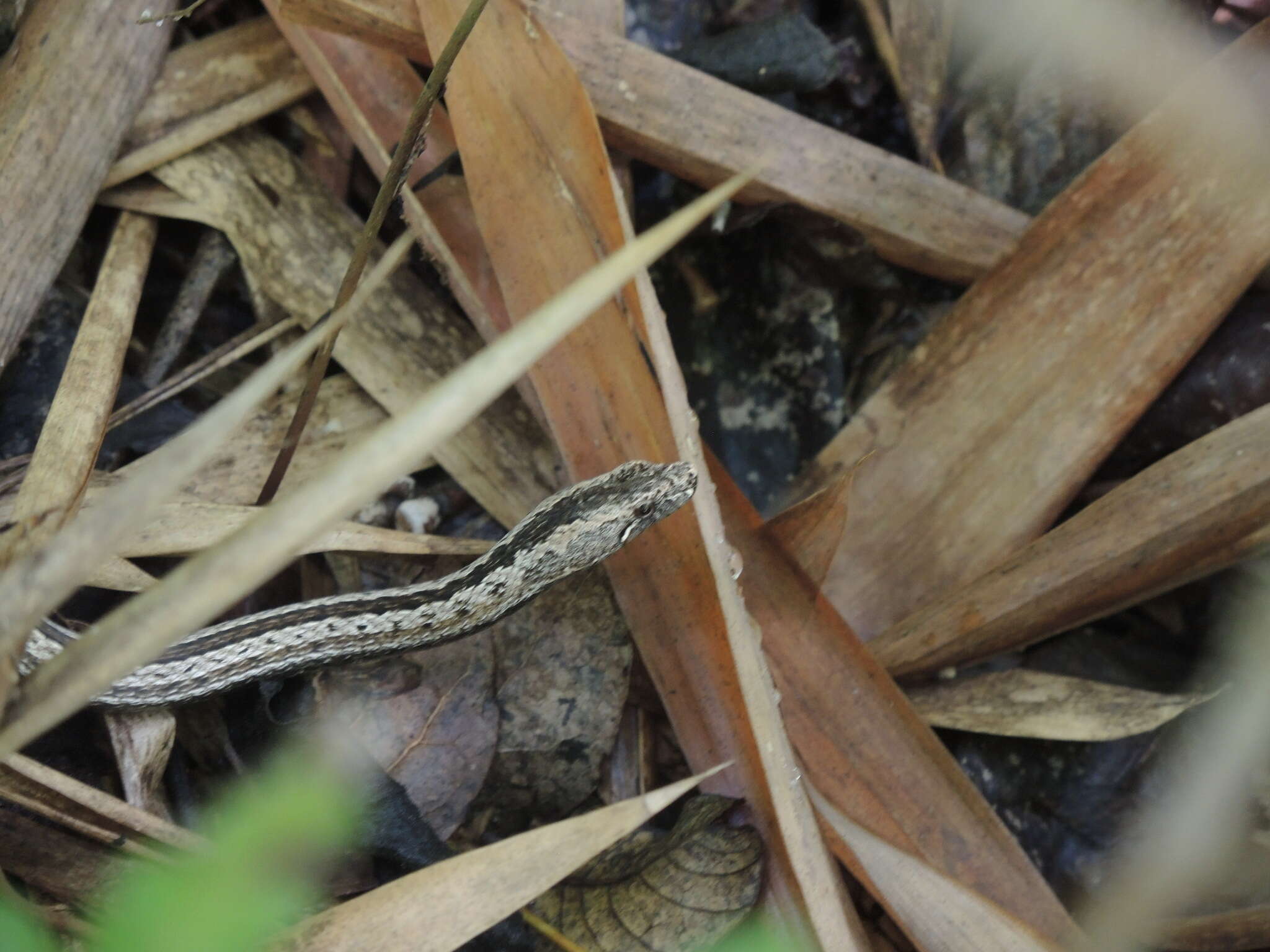 Image of Manolepis Cope 1885