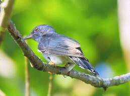 Image of Grey-bellied Cuckoo