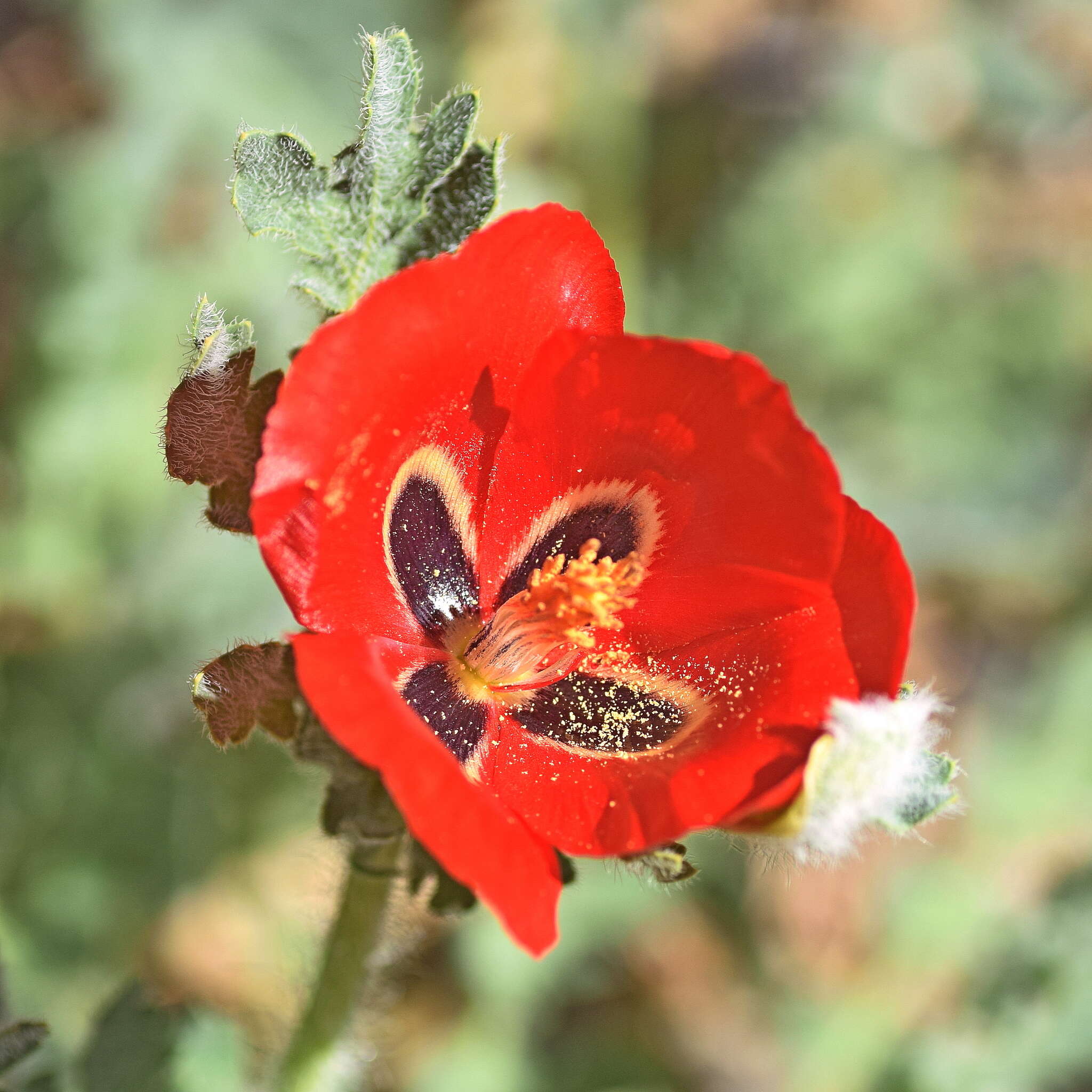 Image of blackspot hornpoppy