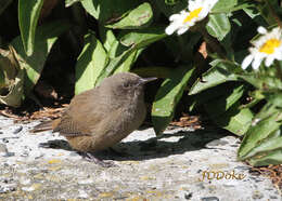 Troglodytes cobbi Chubb & C 1909 resmi