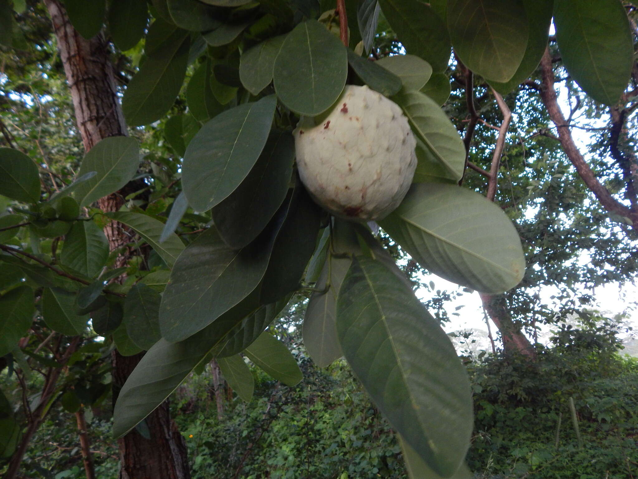 Sivun Annona macroprophyllata Donn. Sm. kuva