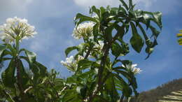 Image of bridal boquet