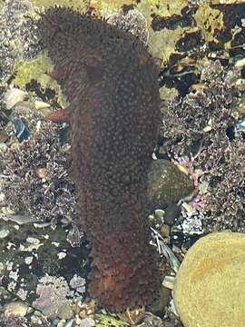 Image of Warty Sea Cucumber