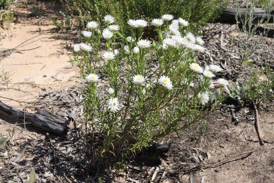 Image of Coronidium adenophorum (F. Müll.) Paul G. Wilson