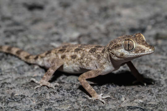 Trachydactylus resmi