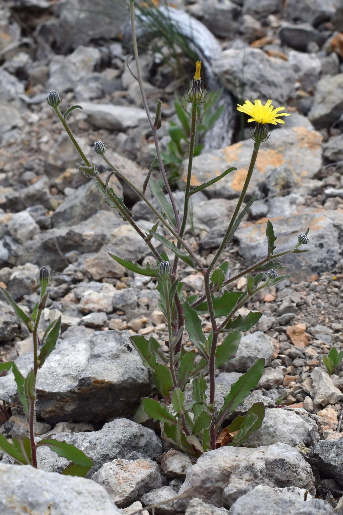 Image of smallflower oxtongue