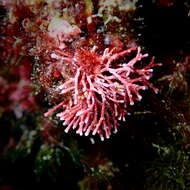 Image of Amphiroa rigida