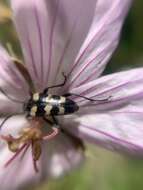 Image of Judolia instabilis (Haldeman 1847)