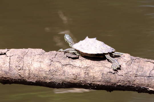 Image of Ringed Map Turtle