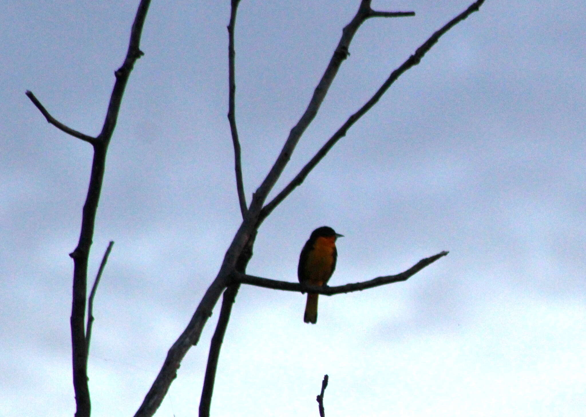 Image of Black-backed Oriole