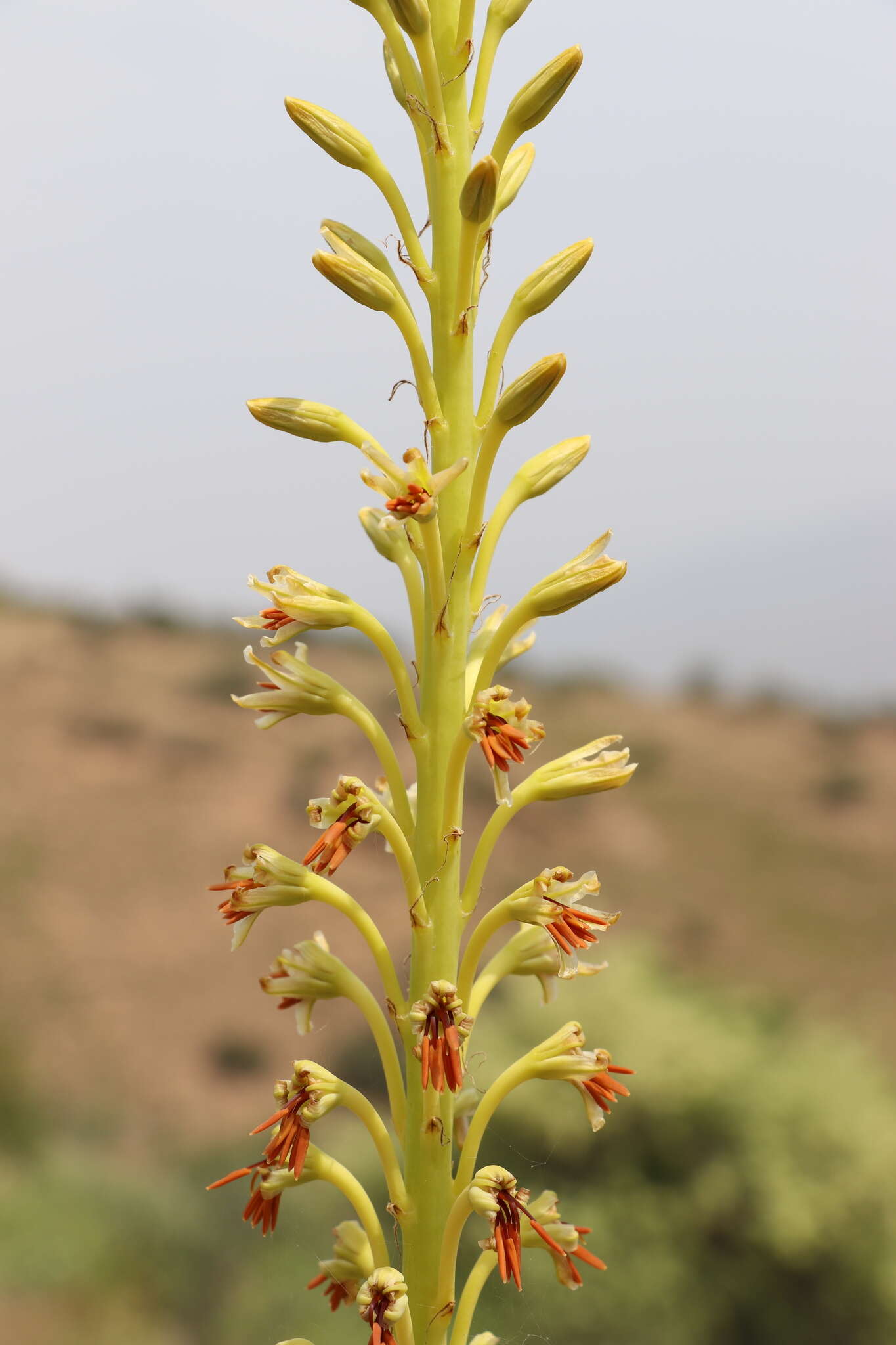 Image of Eremurus turkestanicus Regel