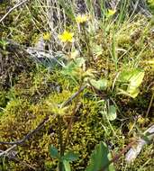 Image de Caltha palustris var. membranacea Turcz.