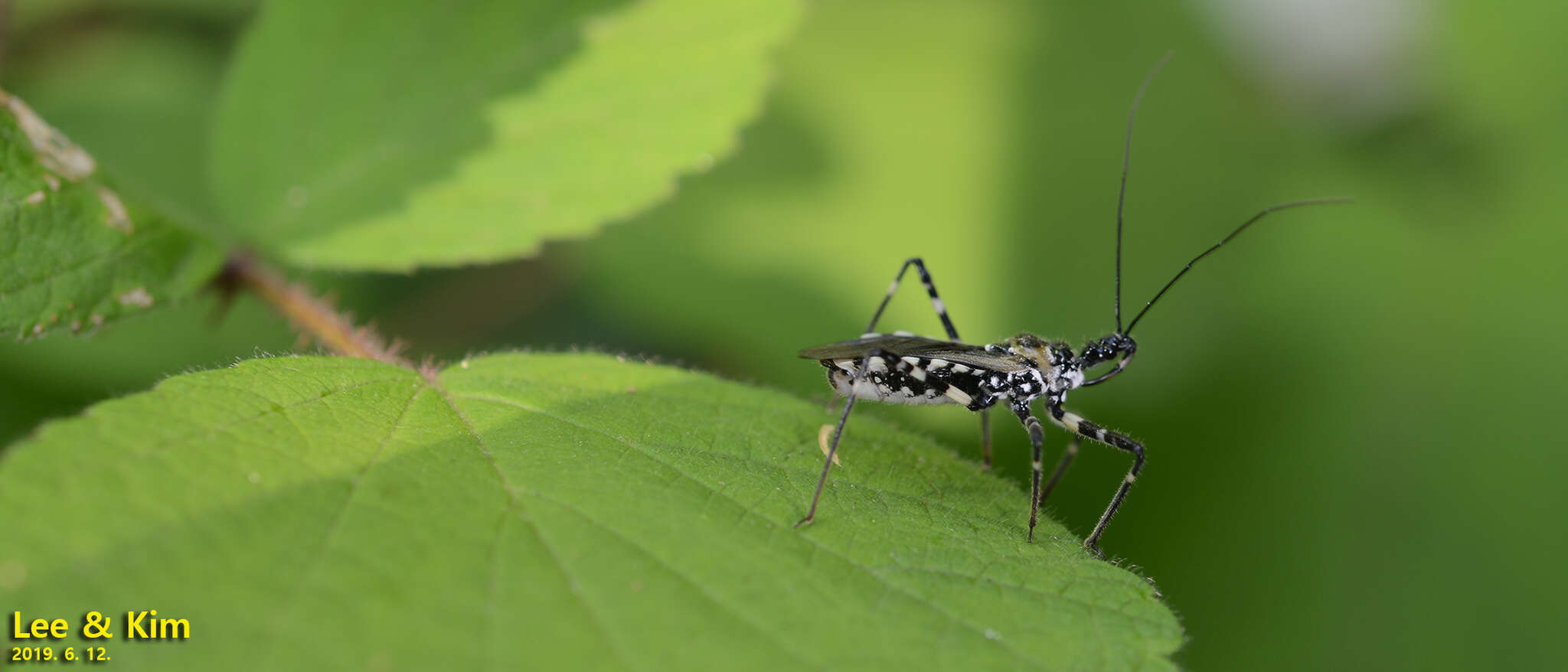 صورة Sphedanolestes impressicollis (Stål 1861)