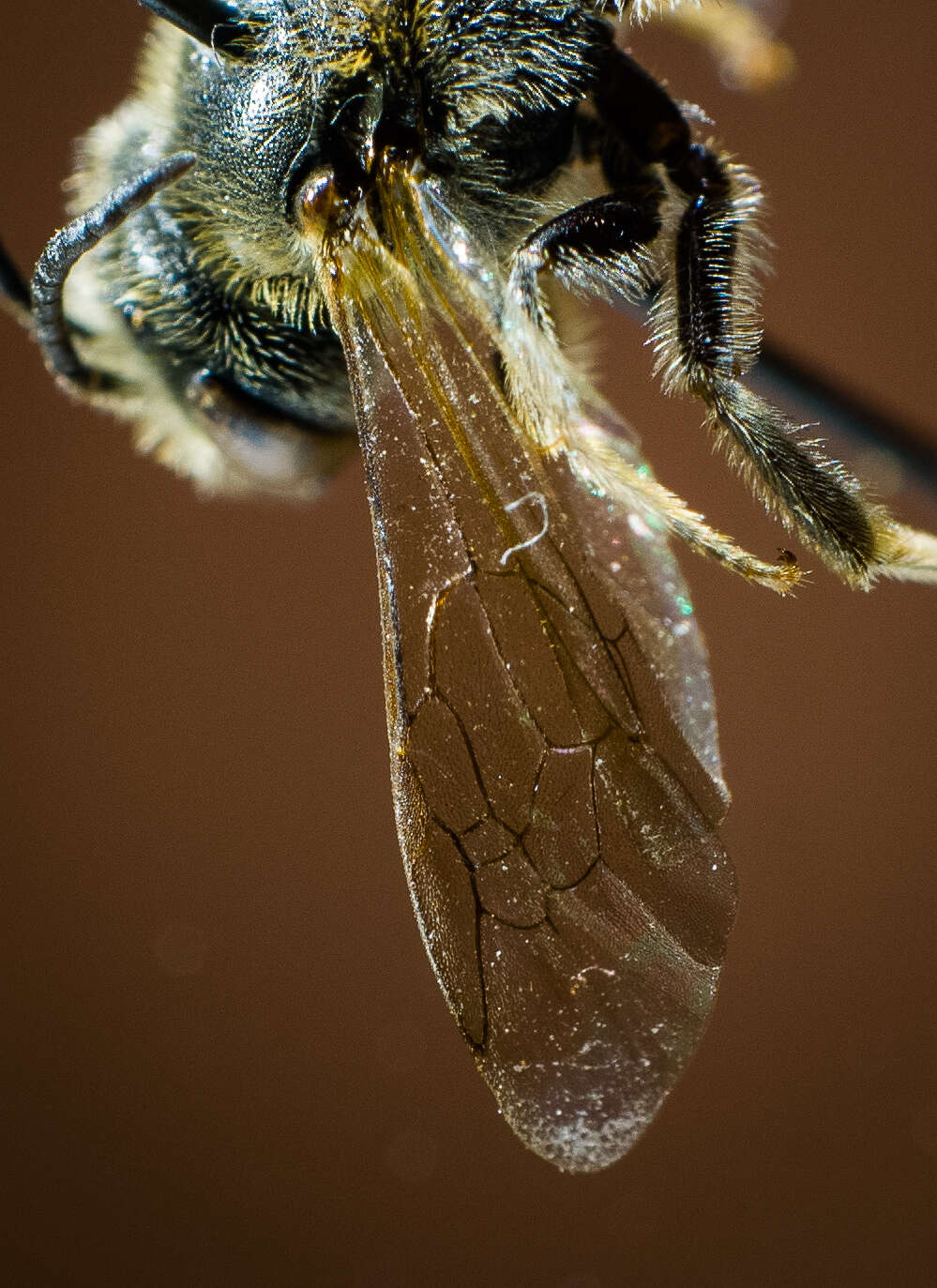 Image of Bee