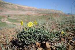 Image of Helianthemum songaricum Schrenk