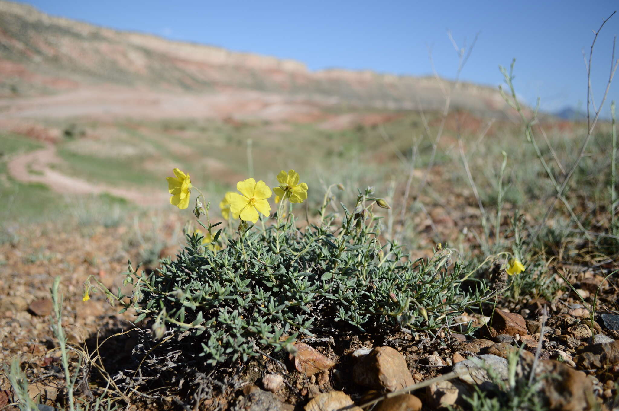 Image of Helianthemum songaricum Schrenk