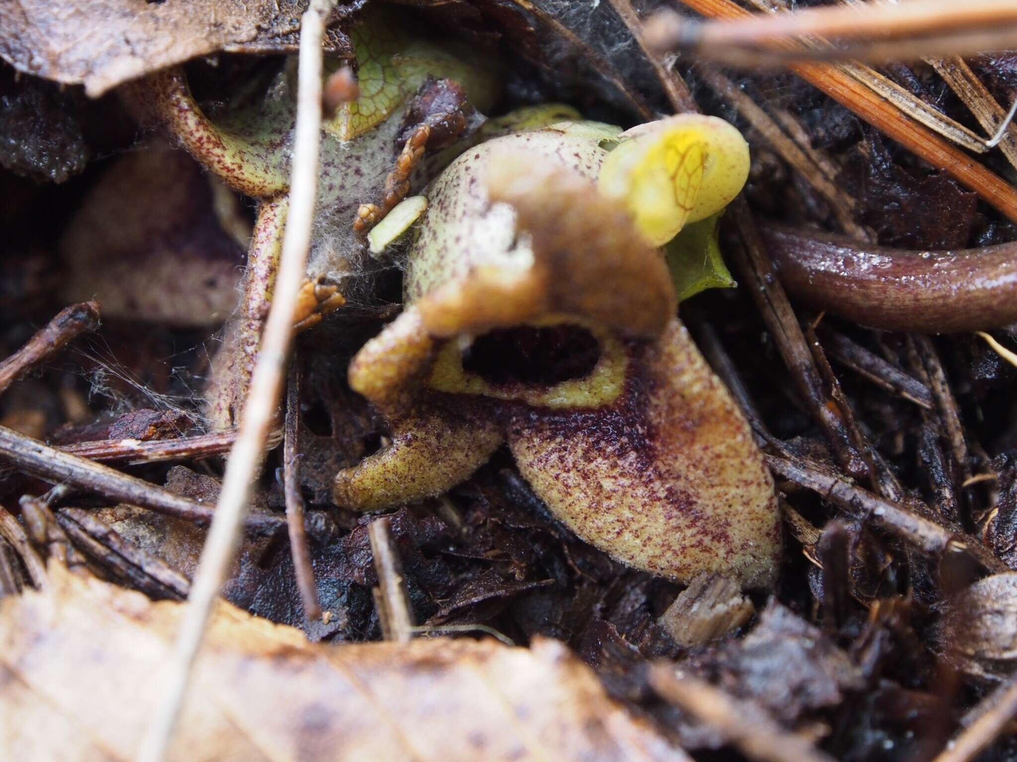 Image of <i>Asarum <i>nipponicum</i></i> var. nipponicum