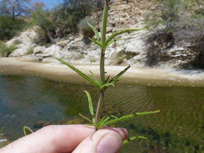 Mentha longifolia subsp. wissii (Launert) Codd resmi