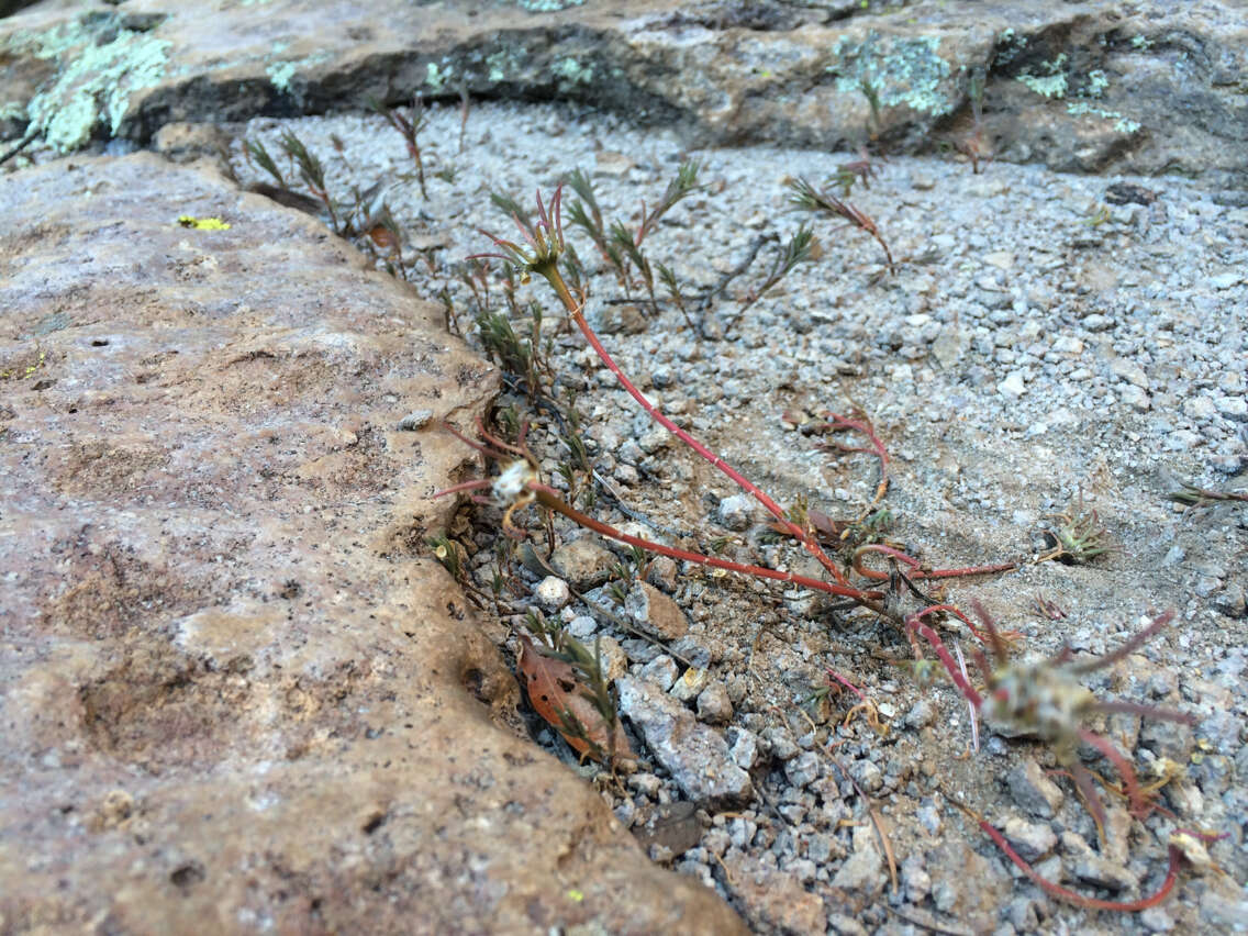 Image of shrubby purslane