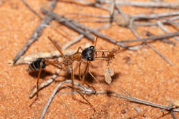 صورة Myrmecia desertorum Wheeler 1915