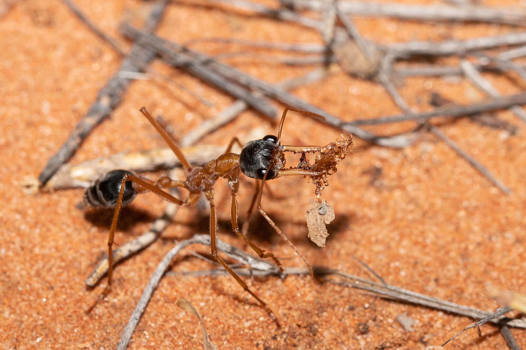 Image of Myrmecia desertorum Wheeler 1915