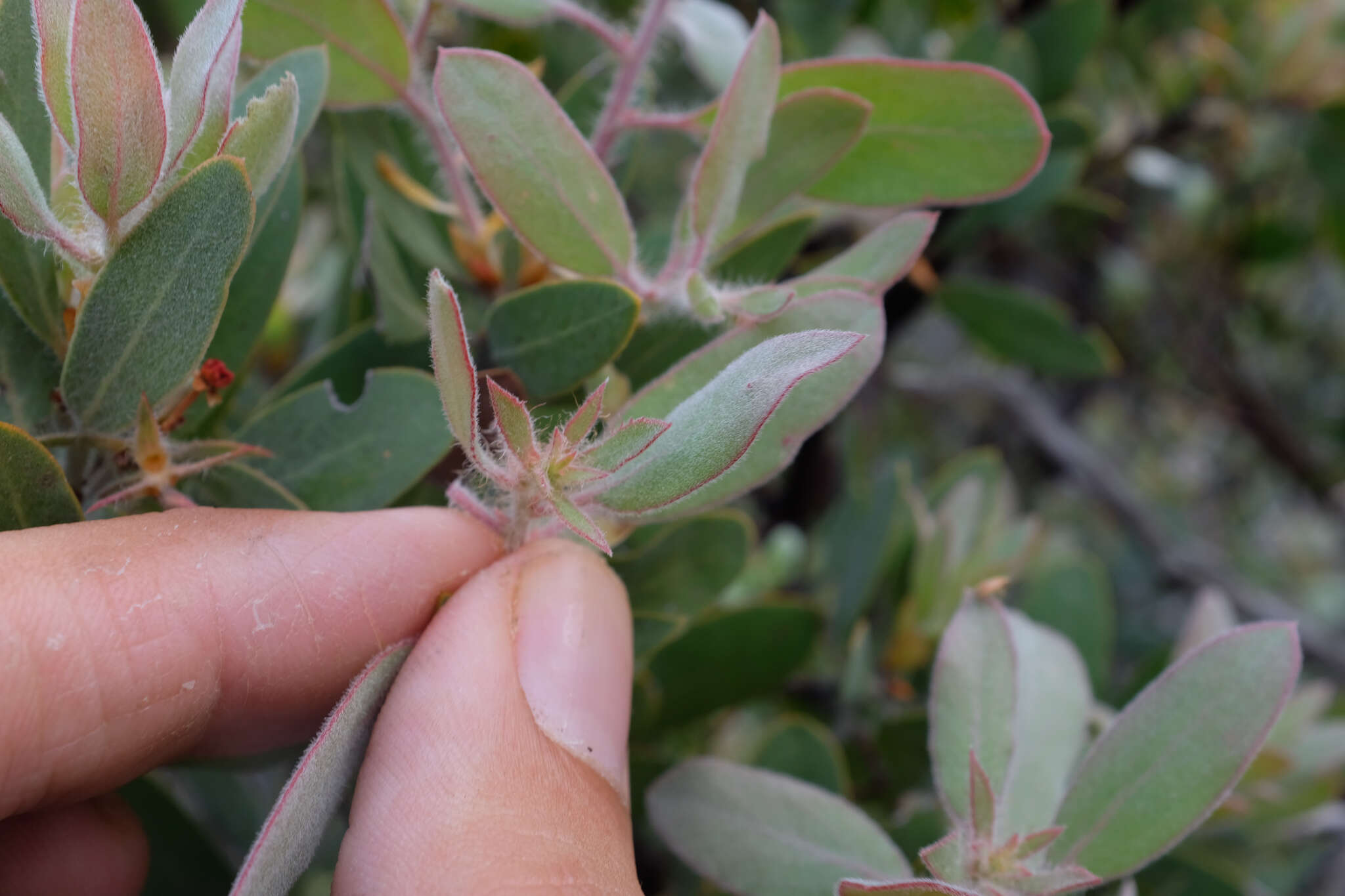 Image of La Panza manzanita