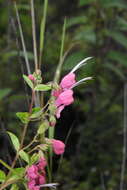 Imagem de Trichostema purpusii Brandegee