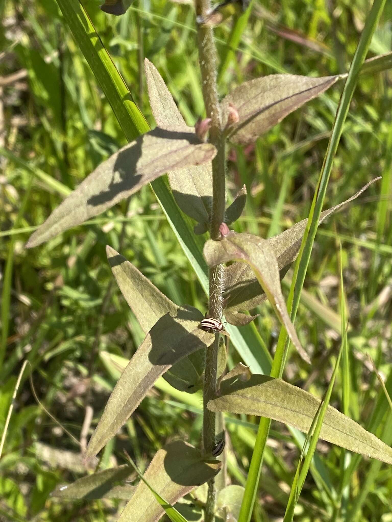 Image of earleaf false foxglove