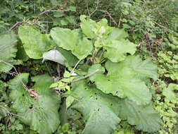 Plancia ëd Arctium minus (Hill) Bernh.