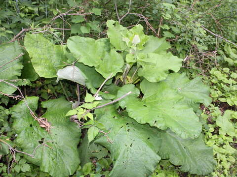 Image of common burdock