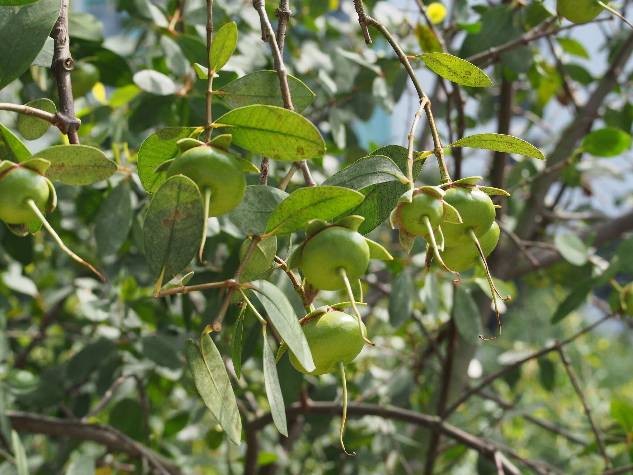 Image of Sonneratia caseolaris (L.) A. Engl.