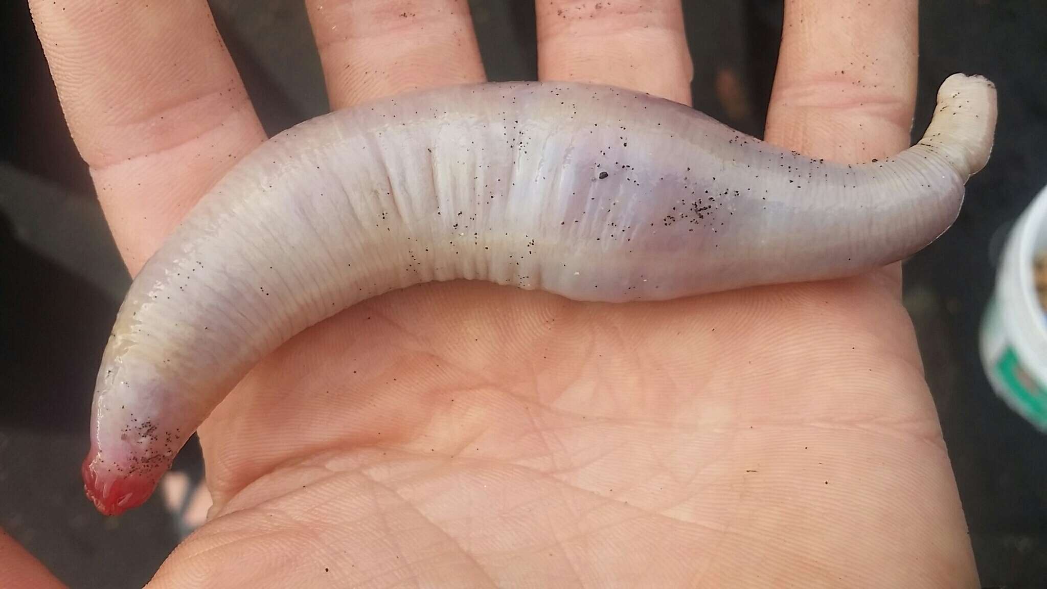 Image of rat-tailed fusiform sea cucumber