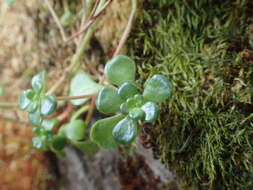 صورة Sedum oreganum subsp. oreganum