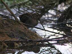 Image of Noble Snipe