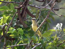 Image of Machetornis rixosa flavigularis Todd 1912