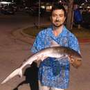 Image of Atlantic Sharpnose Shark