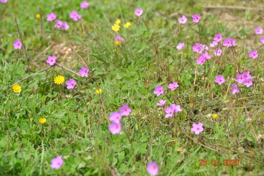 Image of Erodium acaule (L.) Becherer & Thell.