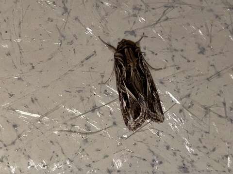 Image of Caribbean Armyworm Moth