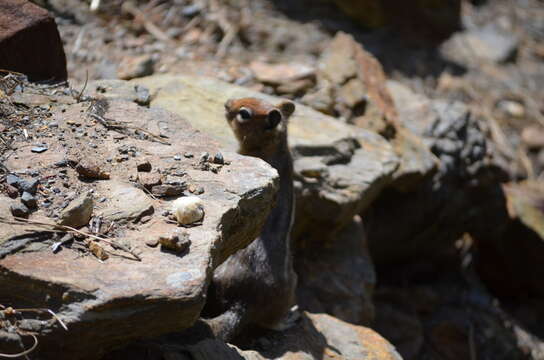 Callospermophilus saturatus (Rhoads 1895) resmi