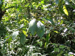 Image of Saurauia tristyla DC.