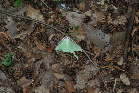 Image of Actias gnoma (Butler 1877)