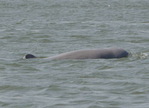 Image of Snubfin Dolphins