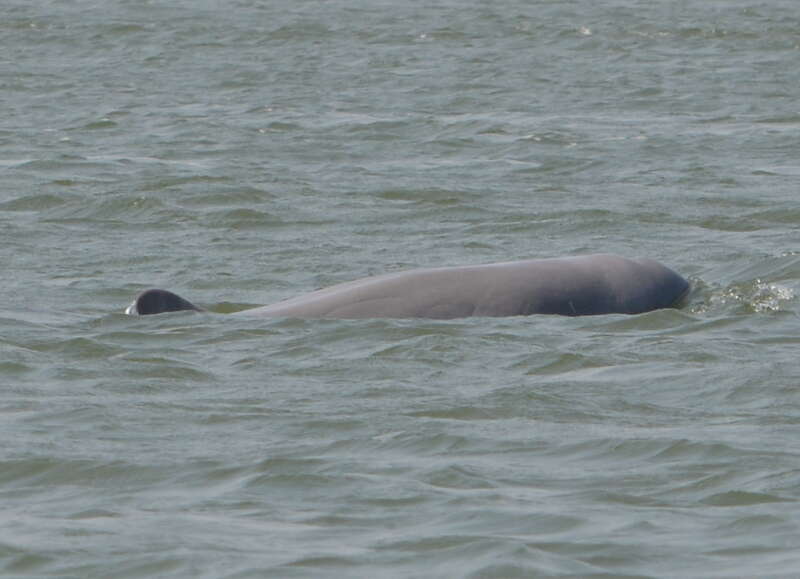 Image of Snubfin Dolphins