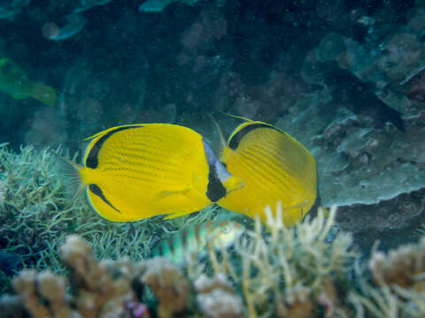 Image of Decorated Butterflyfish